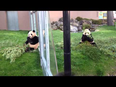 双子のPANDA　愛浜＆明浜　アドベンチャーワールド