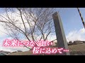 震災翌年、陸前高田市に派遣された名古屋の中学生が、3回目の訪問。昔から建てられていた石碑に書かれていた文字とは? そして桜を植える理由は...