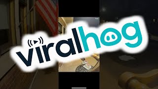 Hungry Raccoon Steals Pizza || ViralHog
