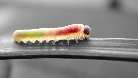 Episode006: GIMP - Quick Mask