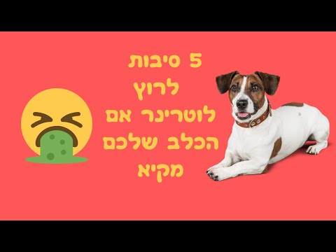 וִידֵאוֹ: הגור שלי מקיא - מה אני עושה?