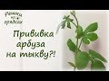 Мы прививаем арбуз на тыкву!!! А вы пробовали???