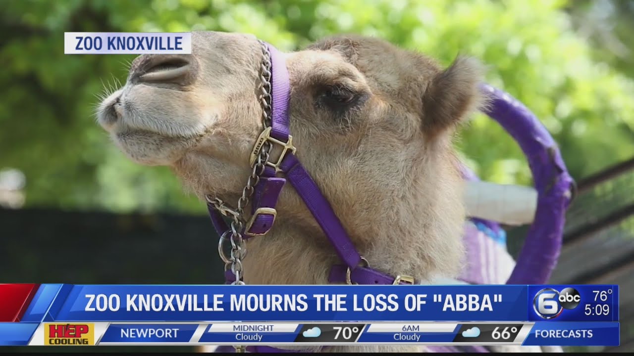 Zoo Knoxville mourning death of camel Abba - YouTube