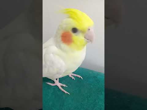 لصوص مبتدائين كوكو كوكا  دوبلاج اكسبلور دبلجة مضحكة