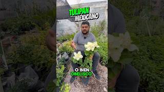 Aquí les muestro el Tulipán Mexicano ò bien Obelisco