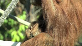 You Will Fall in Love With This Baby Orangutan at the San Diego Zoo