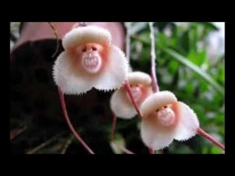 Video: Orhidee Neobișnuite