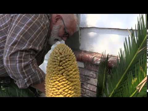 palm sago male trim trimming choose board