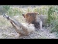 LIONS Squable 🦁 ELEPHANT Bulls Fight 🐘