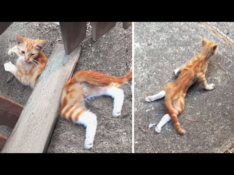 Tiere, die Menschen