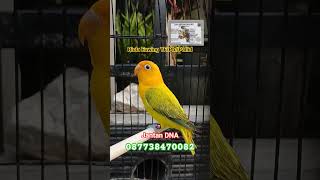 Biola Euwing Yfpbpallid