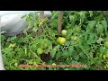 Выращивание томатов в открытом грунте, 2019 год