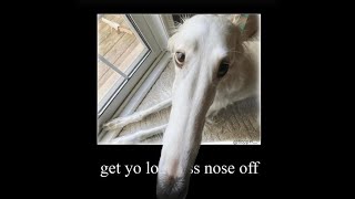 Borzoi Dog Memes (Let Me do it for you)