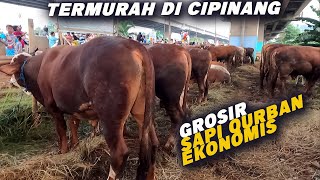 Grosir Sapi Qurban Ekonomis Termurah Di Cipinang  Ready 100 Ekor harga Mulai 19 Juta Nego