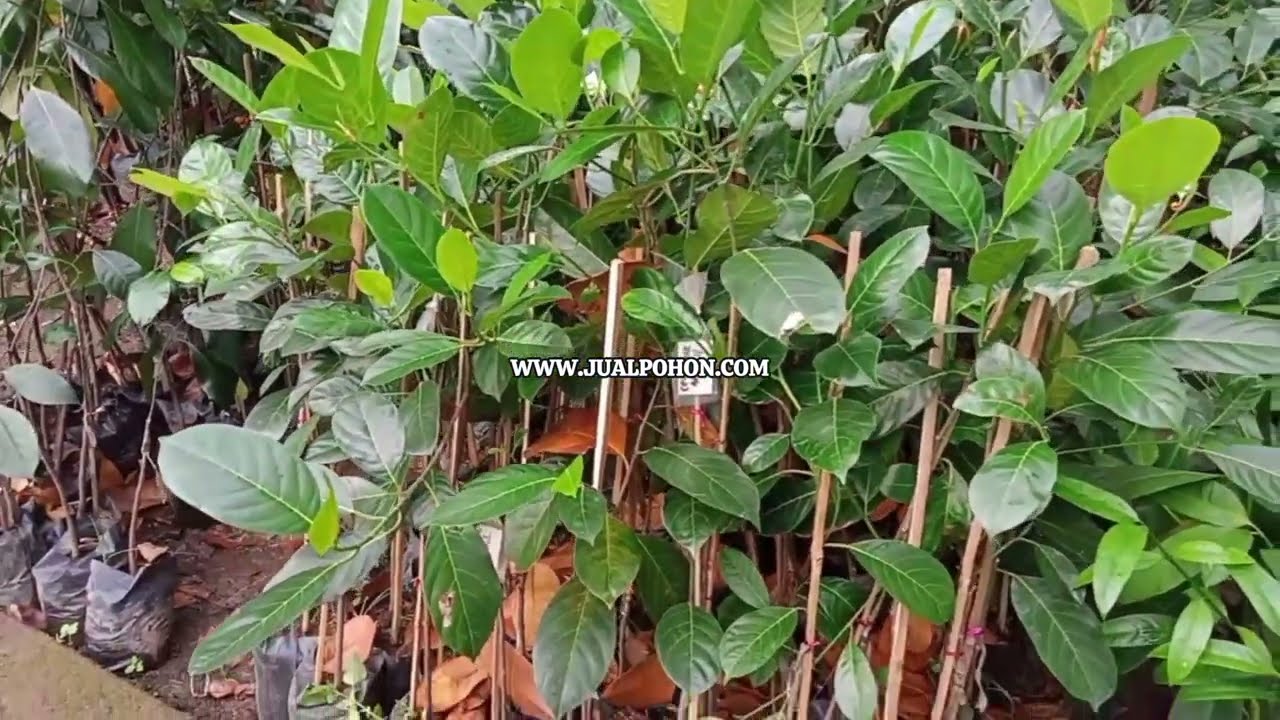 Tahan Cuaca! Bibit Cempedak Merah Super