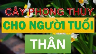 Top 20+ cây hợp với tuổi tốt nhất, đừng bỏ lỡ