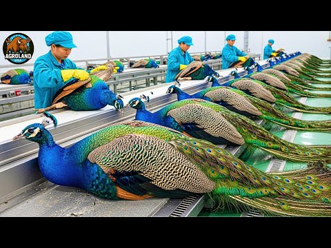 How Millions Of Peacocks Are Farmed Raised For Feathers Inside Peacock Harvesting Industry