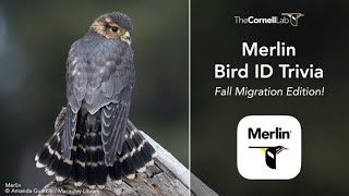 Merlin Bird ID Trivia