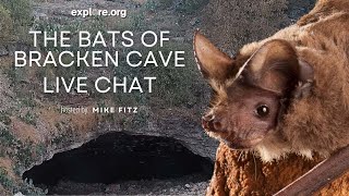 The Bats of Bracken Cave | Explore Live Events