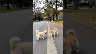 Adorable Puppies Cute Playing Video 💕🐶 #puppy #cute #dog #pets #animals #shorts