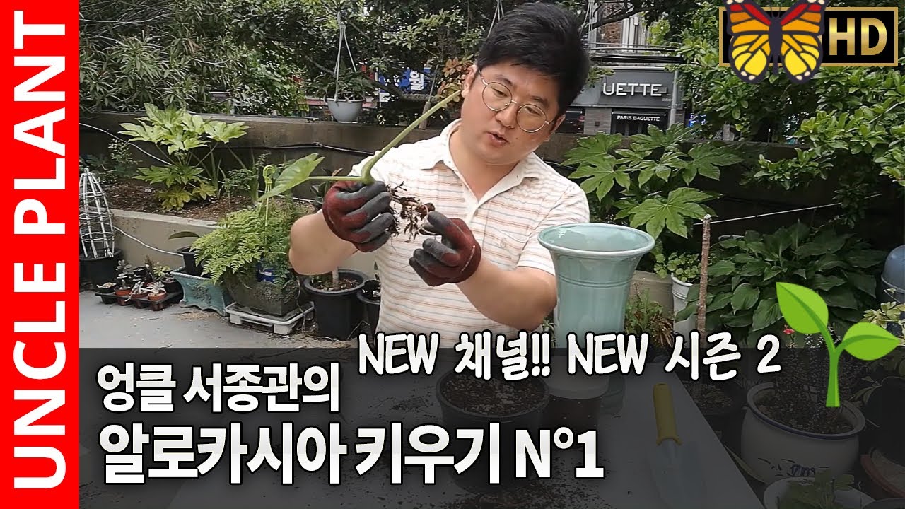 알로카시아 키우기 제1화 🌱alocasia plant care 🌲 알로카시아 삽목방법