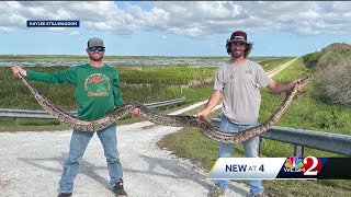 Celebrity Invasive 12-foot Burmese python caught in Brevard County Wealth