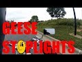 Good Motorcycle Morning - Geese Stoplights