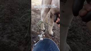 Cat Drinks Milk Straight From The Cow