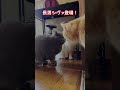 猫は縦社会!力関係がよくわかる動画!#猫 #ねこ #多頭飼い #ブリティッシュショートヘア #ラグドール #猫のいる暮らし