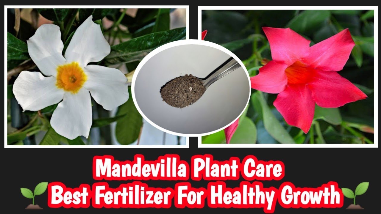 How To Repot Mandevilla Plant🌱// Best Fertilizer For Healthy Growth// 