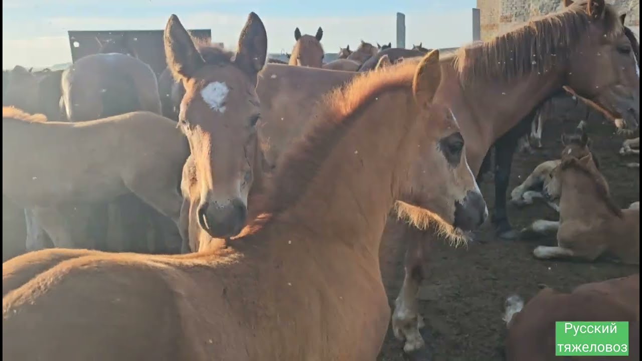 Жеребцы Чабрец Кактус Ландыш Гиацинд уезжают в далёкие края.  Приёмный жеребёнок Дуся