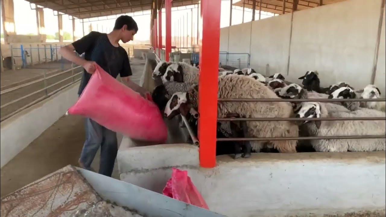sheep feed mix sheep feeding system YouTube