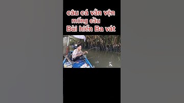 trúng cá vằn vện nái tại móng cầu #trungcavanvennai #caucavanven #buihienbavat