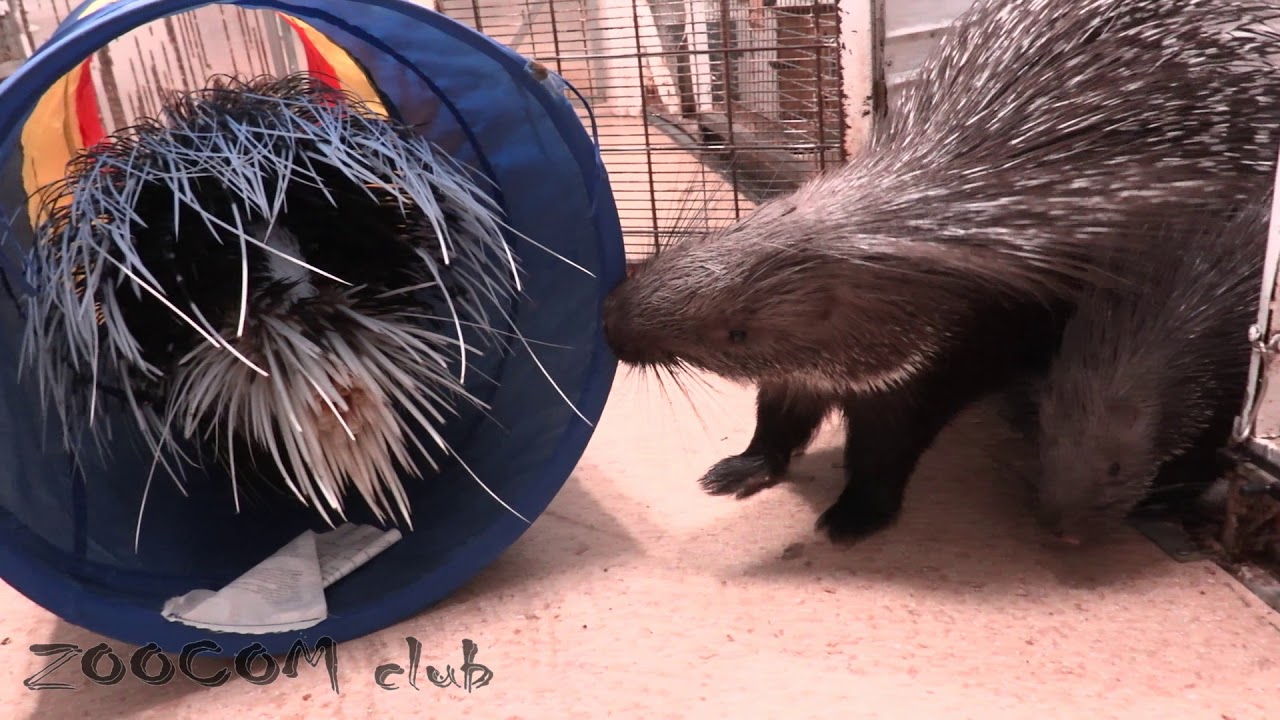 日本で飼えるのだろうか ヤマアラシを飼うロシア人 スポーツ刈り