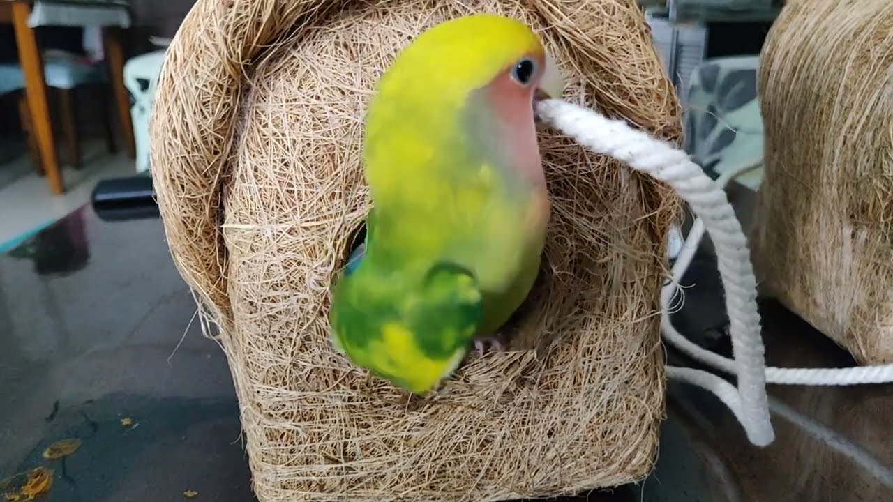Rio lovebird first reaction to nest Love bird liking her first nest