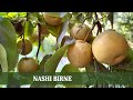 Nashi Birne - ein exotisches Obst im Verlauf des Jahres