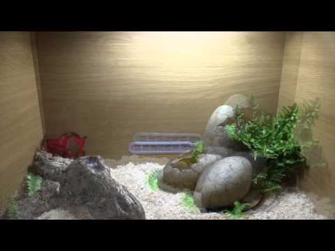 HOW TO SETUP A CORN SNAKE VIVARIUM