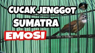 PANCINGAN CUCAK JENGGOT SUMATRA EMOSI FULL