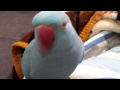 indian ringneck beautiful talking