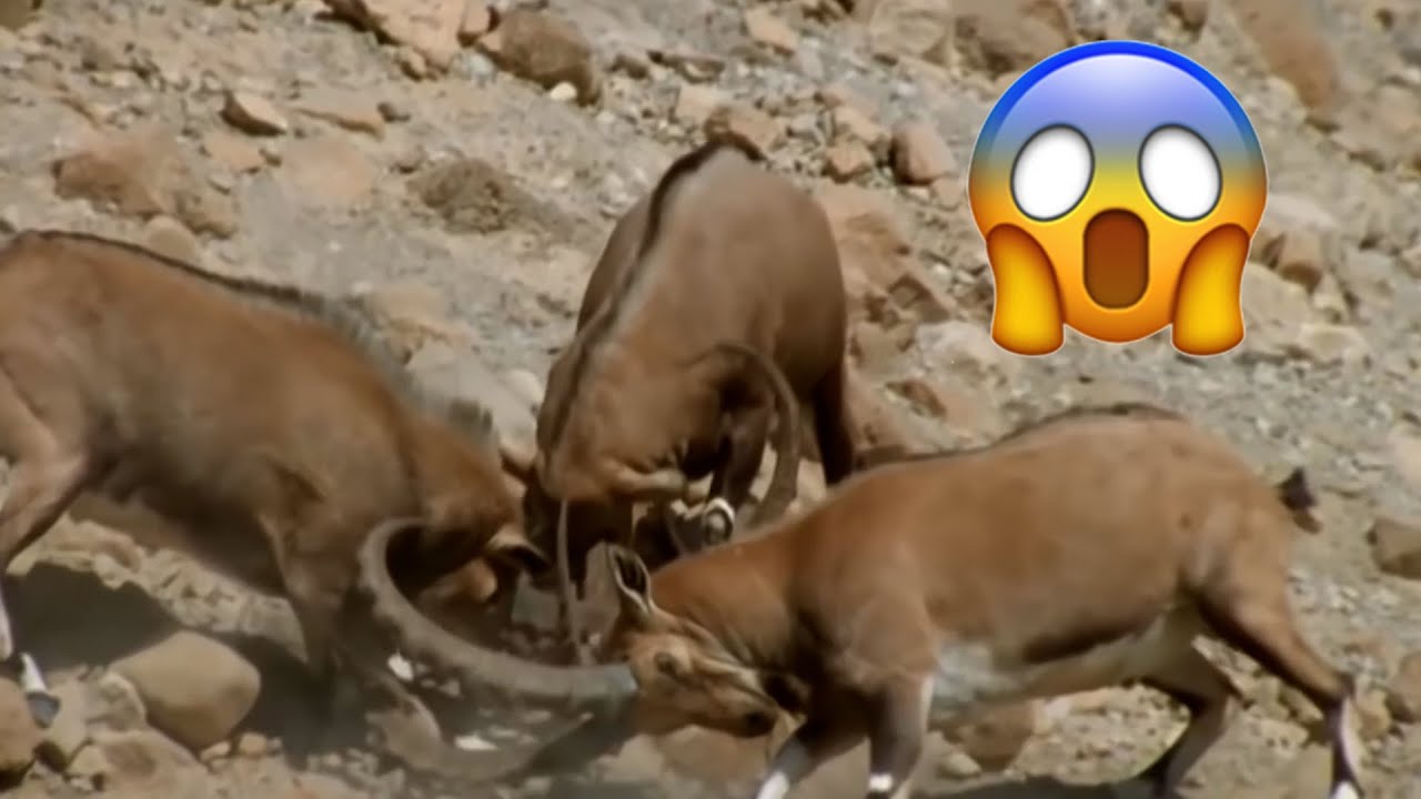 the impossible challenge 😱 mountain goats climbing steep cliffs | enigmatic nature.