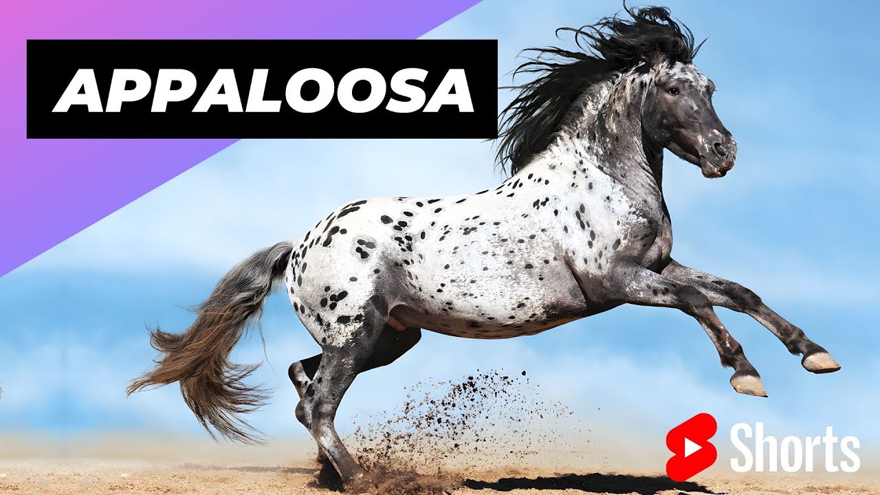 Appaloosa horses: the colourful horse with prehistoric roots