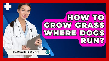 How To Grow Grass Where Dogs Run? - PetGuide360.com