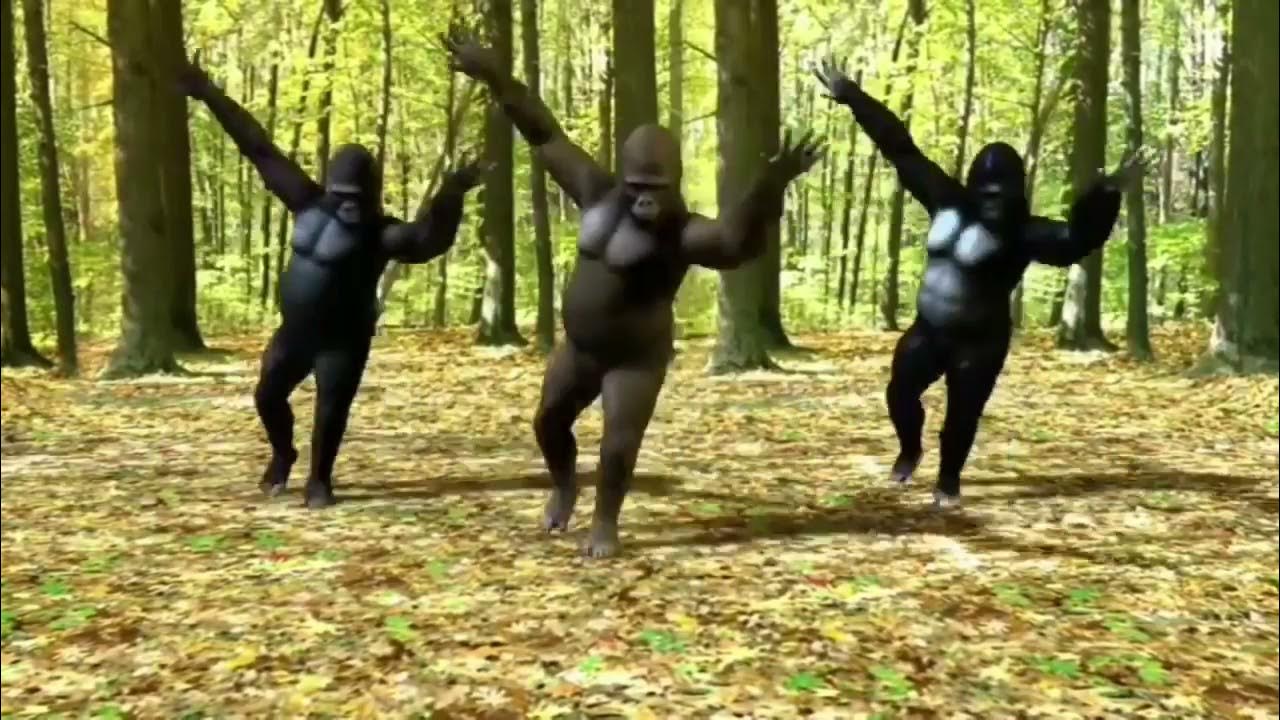Танцующие обезьяны песня. Танцующие обезьяны. Обезьяна пляшет. Танцующая обезьяна. Танец шимпанзе.