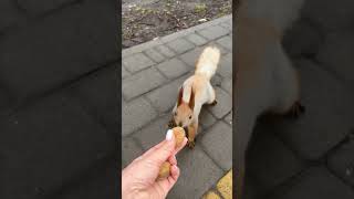 Lady Calls for a Wild Squirrel and Handfeeds It