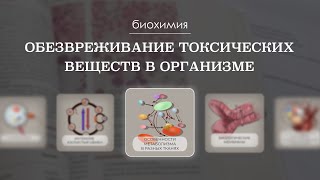 Обезвреживание токсических веществ в организме | Биохимия