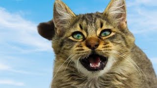Mother Cat Calling For Her Kittens | Mom Cat Sounds | Mummy Cat Voice | Mama Cats Meowing by Animal Voice 132 views 1 day ago 3 minutes