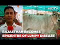 Lumpy Skin Disease Inside A Medical Camp For Lumpy Virus Infected Cows  NDTV Ground Report