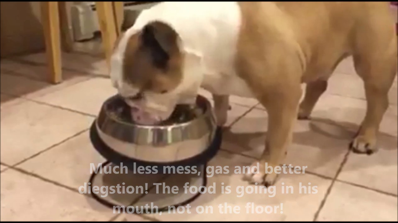 english bulldog feeding bowls