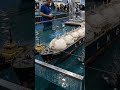 Ultra Realistic RC LNG Tanker Guided by Tugboats