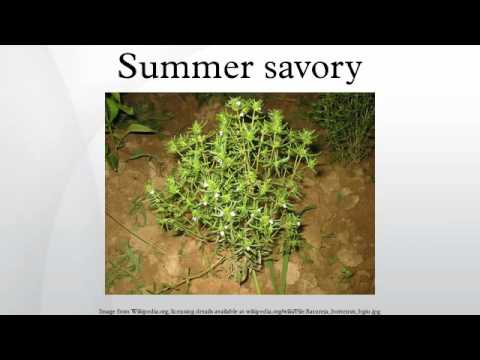 Summer savory